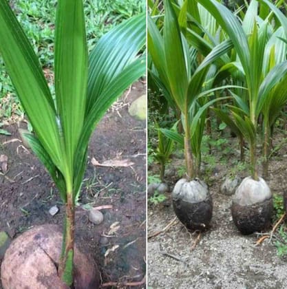 Coconut Seedling for Tender Coconut Harvesting | ( 5 piece )